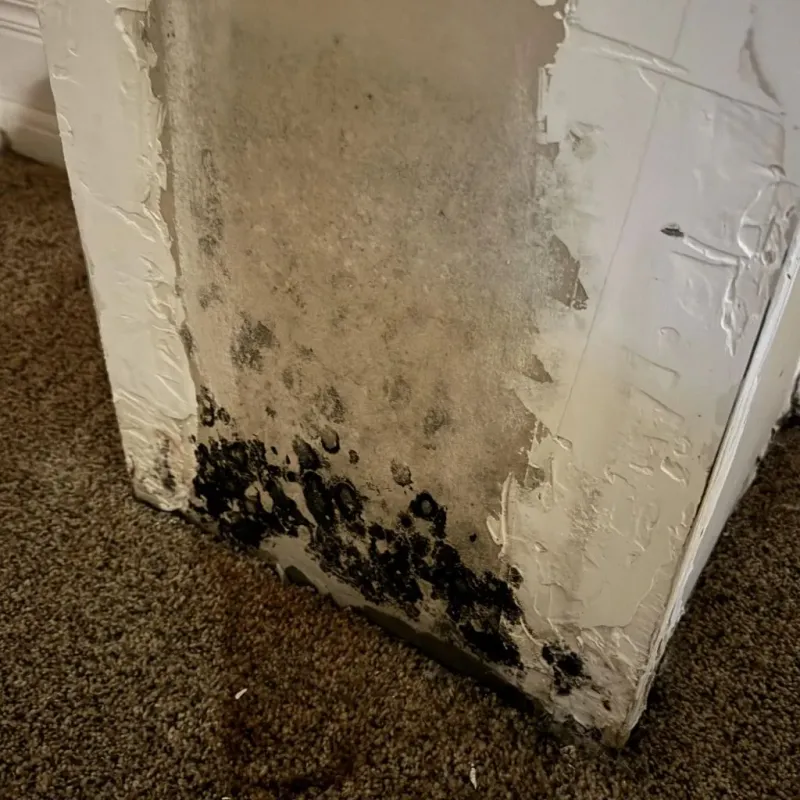 Professional Mold Removal in Chinook, MT